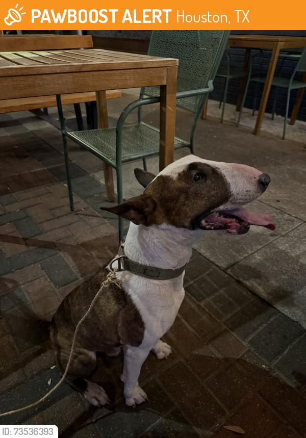Found/Stray Male Dog last seen W 19th St and Lawrence St, Houston, TX 77008