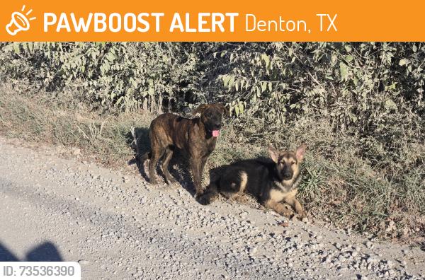 Found/Stray Female Dog last seen Milam Rd between 35 and Rector Rd, Denton, TX 76207