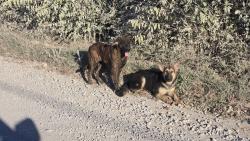 Found/Stray Female Dog last seen Milam Rd between 35 and Rector Rd, Denton, TX 76207