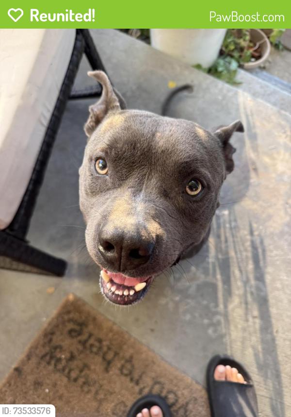 Reunited Male Dog last seen Independence and N Galvez, New Orleans, LA 70117