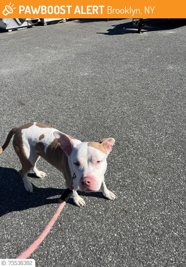 Found/Stray Male Dog last seen Fountain Ave and Seaview, Shirley Chisholm State Park, Brooklyn, NY 11208