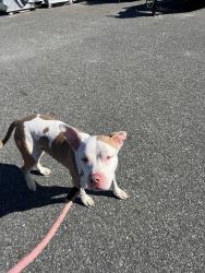 Found/Stray Male Dog last seen Fountain Ave and Seaview, Shirley Chisholm State Park, Brooklyn, NY 11208