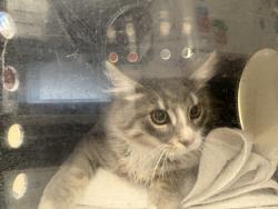 Shelter Stray Male Cat last seen Near S Rulon Street, Magna Township, UT, 84044, 511 W 3900 S, Salt Lake City, UT 84123, USA