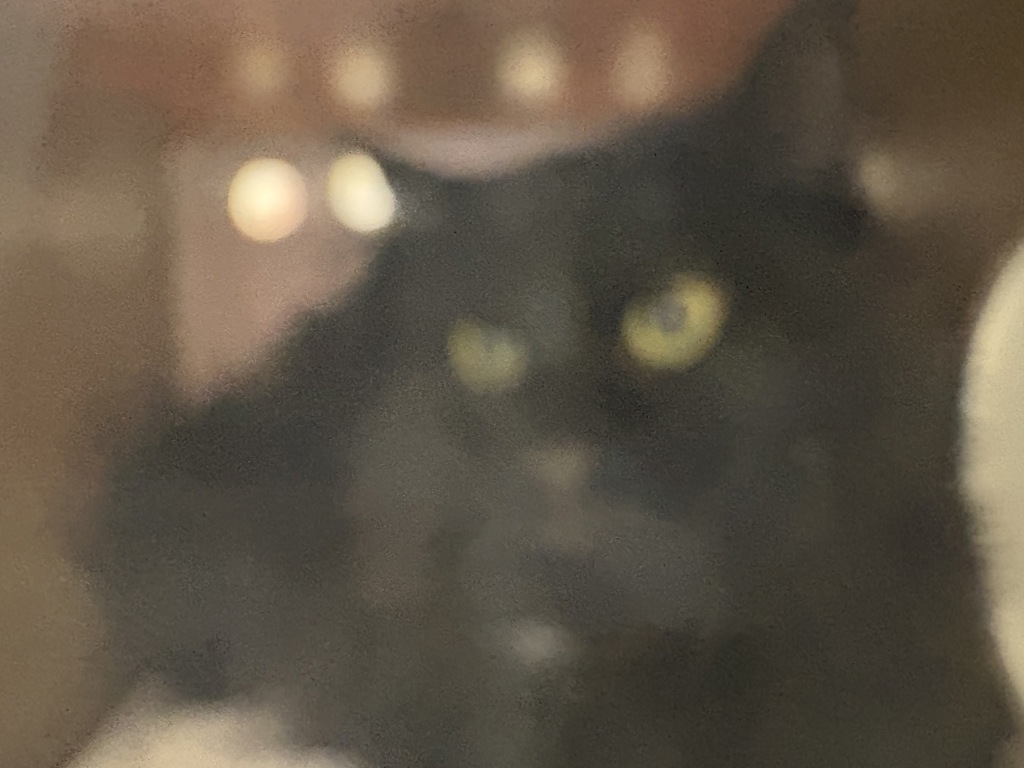 Shelter Stray Male Cat last seen Near W 5175 S, Kearns Township, UT, 84118, 511 W 3900 S, Salt Lake City, UT 84123, USA
