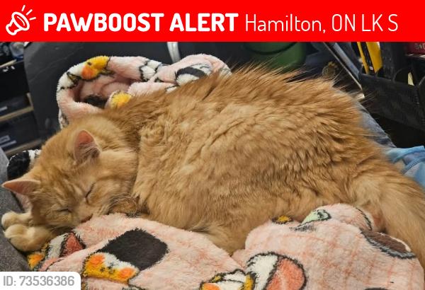 Lost Female Cat last seen Near mount albion road, Hamilton, ON L8K 5S6