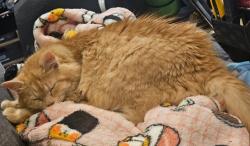 Lost Female Cat last seen Near mount albion road, Hamilton, ON L8K 5S6