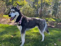 Shelter Stray Female Dog last seen Near Dolphin Court, GLEN BURNIE, MD, 21061, 411 Maxwell Frye Rd, Millersville, MD 21108, USA