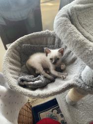 Shelter Stray Female Cat last seen 69th Street, San Diego, CA, 92114, 5500 Gaines St, San Diego, CA 92110, USA