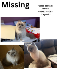 Reunited Female Cat last seen Eccles Dr, Dallas, TX 75227