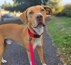 Shelter Stray Male Dog last seen Troutdale, TROUTDALE, OR, 97060, 1700 W Historic Columbia River Hwy, Troutdale, OR 97060, USA