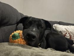 Shelter Stray Male Dog last seen SE 162nd and Stark, PORTLAND, OR, 97233, 1700 W Historic Columbia River Hwy, Troutdale, OR 97060, USA