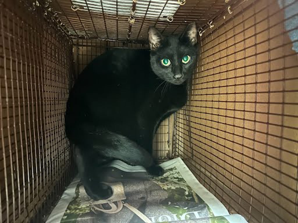 Shelter Stray Male Cat last seen Near Boulder Creek, AUSTIN, TX, 78724, 7201 Levander Loop bldg a, Austin, TX 78702, USA