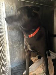 Shelter Stray Female Dog last seen Near N Fm 620, AUSTIN, TX, 78734, 7201 Levander Loop bldg a, Austin, TX 78702, USA