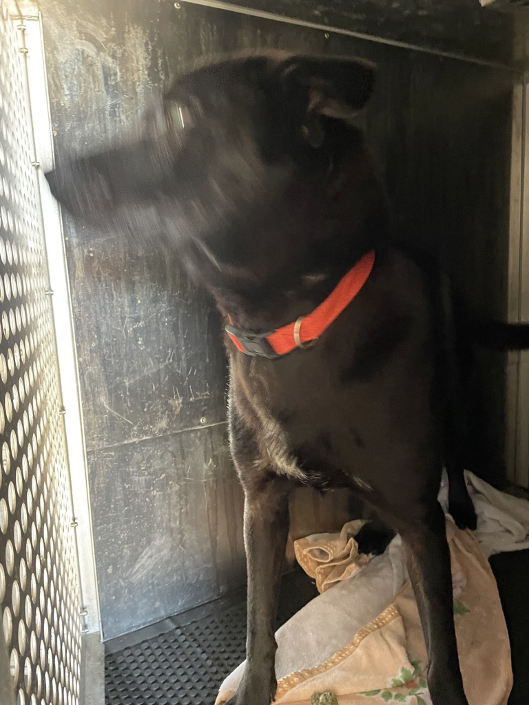Shelter Stray Female Dog last seen Near N Fm 620, AUSTIN, TX, 78734, 7201 Levander Loop bldg a, Austin, TX 78702, USA