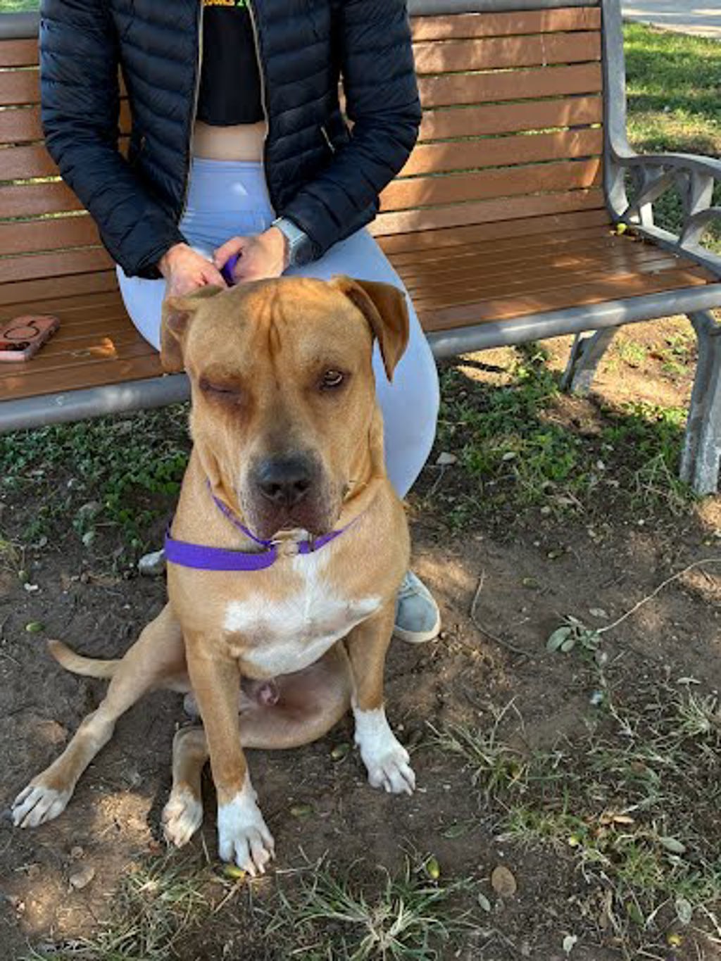 Shelter Stray Unknown Dog last seen Near Vargas Road, AUSTIN, TX, 78741, 7201 Levander Loop bldg a, Austin, TX 78702, USA