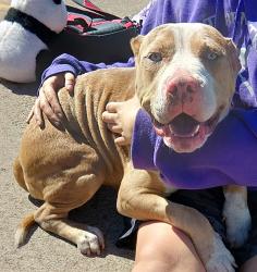 Shelter Stray Female Dog last seen Near Rex Street, LAFAYETTE, LA, 70503, 410 Dugas Rd, Lafayette, LA 70507, USA