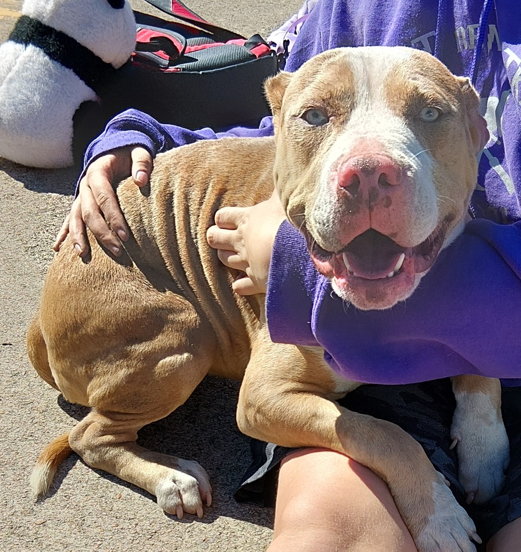 Shelter Stray Female Dog last seen Near Rex Street, LAFAYETTE, LA, 70503, 410 Dugas Rd, Lafayette, LA 70507, USA