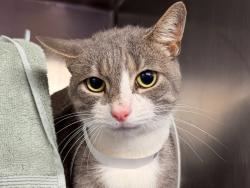 Shelter Stray Male Cat last seen Near Concourse Village, BRONX, NY, 10451, 326 E 110th St, New York, NY 10029, USA