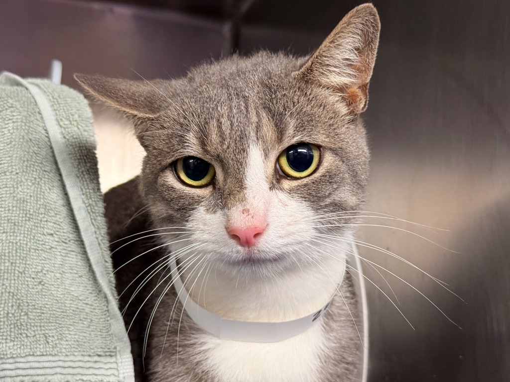 Shelter Stray Male Cat last seen Near Concourse Village, BRONX, NY, 10451, 326 E 110th St, New York, NY 10029, USA