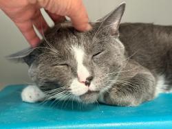 Shelter Stray Male Cat last seen Near Webster Avenue, BRONX, NY, 10456, 326 E 110th St, New York, NY 10029, USA