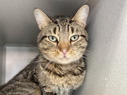 Shelter Stray Female Cat last seen Near St. Anns Avenue, BRONX, NY, 10455, 326 E 110th St, New York, NY 10029, USA