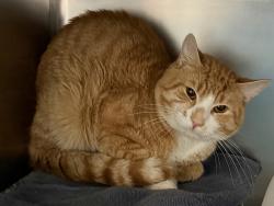 Shelter Stray Male Cat last seen Near W Adam Clayton Powell Avenue, NEW YORK, NY, 10030, 326 E 110th St, New York, NY 10029, USA