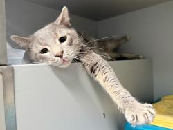 Shelter Stray Male Cat last seen Near Lafayette Ave, BRONX, NY, 10473, 326 E 110th St, New York, NY 10029, USA