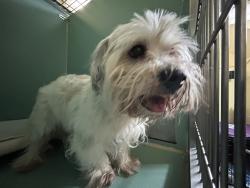 Shelter Stray Male Dog last seen Near Fteley Avenue, BRONX, NY, 10473, 326 E 110th St, New York, NY 10029, USA