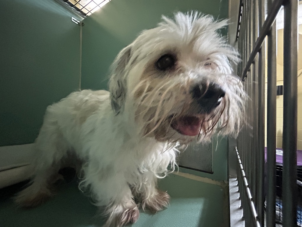 Shelter Stray Male Dog last seen Near Fteley Avenue, BRONX, NY, 10473, 326 E 110th St, New York, NY 10029, USA