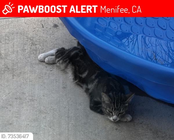 Lost Male Cat last seen Highway 74, Menifee, CA 92585