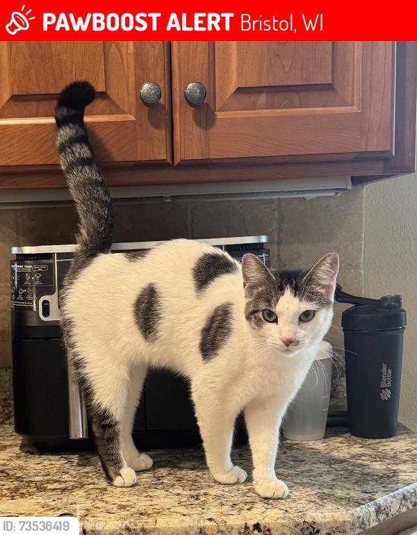Lost Female Cat last seen HWY 50 1/2 mile west of I-94, Bristol, WI 53104