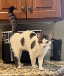 Lost Female Cat last seen HWY 50 1/2 mile west of I-94, Bristol, WI 53104