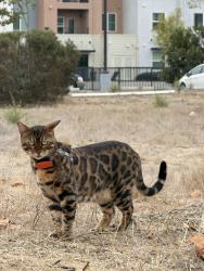 Reunited Female Cat last seen near parking lot, Newark, CA 94560