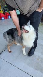Reunited Unknown Dog last seen Harvest Home, Lowell, MI 49331