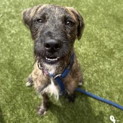 Shelter Stray Male Dog last seen , Animal Care & Control Team of Philly, 111 W Hunting Park Ave, Philadelphia, PA 19140, USA