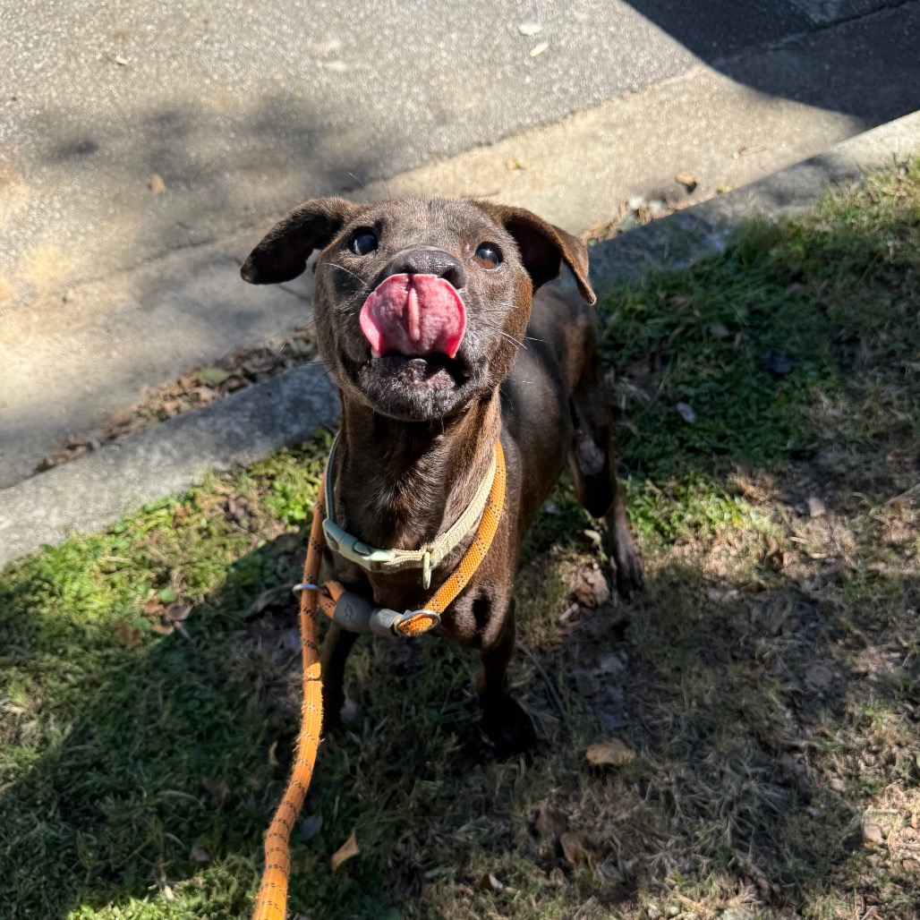 Shelter Stray Male Dog last seen , 4900 Milgen Rd, Columbus, GA 31907, USA