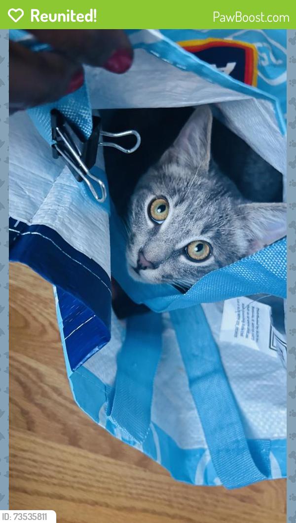Reunited Male Cat last seen Sacramento and Washington, Chicago, IL 60612