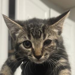 Shelter Stray Female Cat last seen , 328 Furman Hall Rd, Greenville, SC 29609, USA