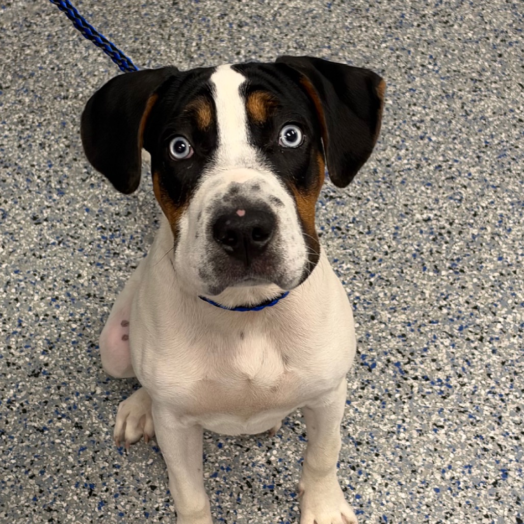 Shelter Stray Male Dog last seen , 328 Furman Hall Rd, Greenville, SC 29609, USA