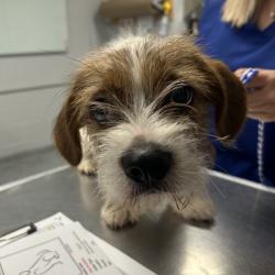 Shelter Stray Male Dog last seen , 328 Furman Hall Rd, Greenville, SC 29609, USA