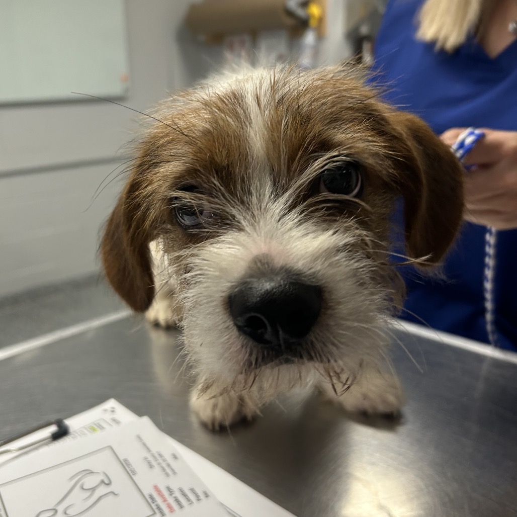 Shelter Stray Male Dog last seen , 328 Furman Hall Rd, Greenville, SC 29609, USA