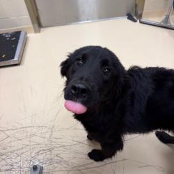Shelter Stray Male Dog last seen , 5570 Sturmer Park Cir, Winston-Salem, NC 27105, USA
