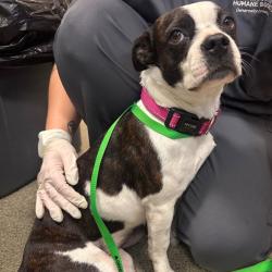 Shelter Stray Female Dog last seen , 8464 Beach Blvd, Jacksonville, FL 32216, USA