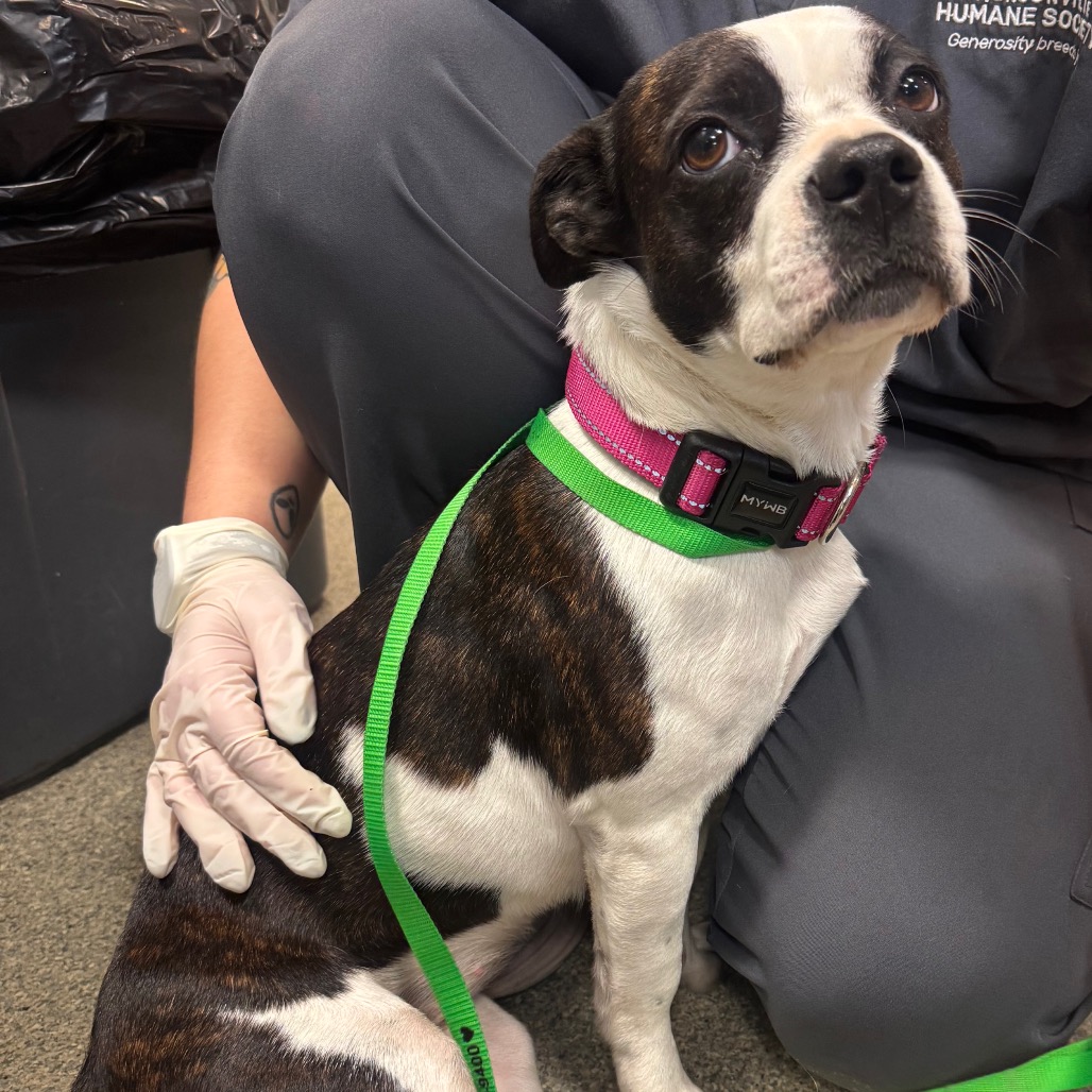 Shelter Stray Female Dog last seen , 8464 Beach Blvd, Jacksonville, FL 32216, USA