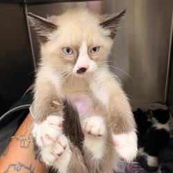 Shelter Stray Male Cat last seen , 5570 Sturmer Park Cir, Winston-Salem, NC 27105, USA