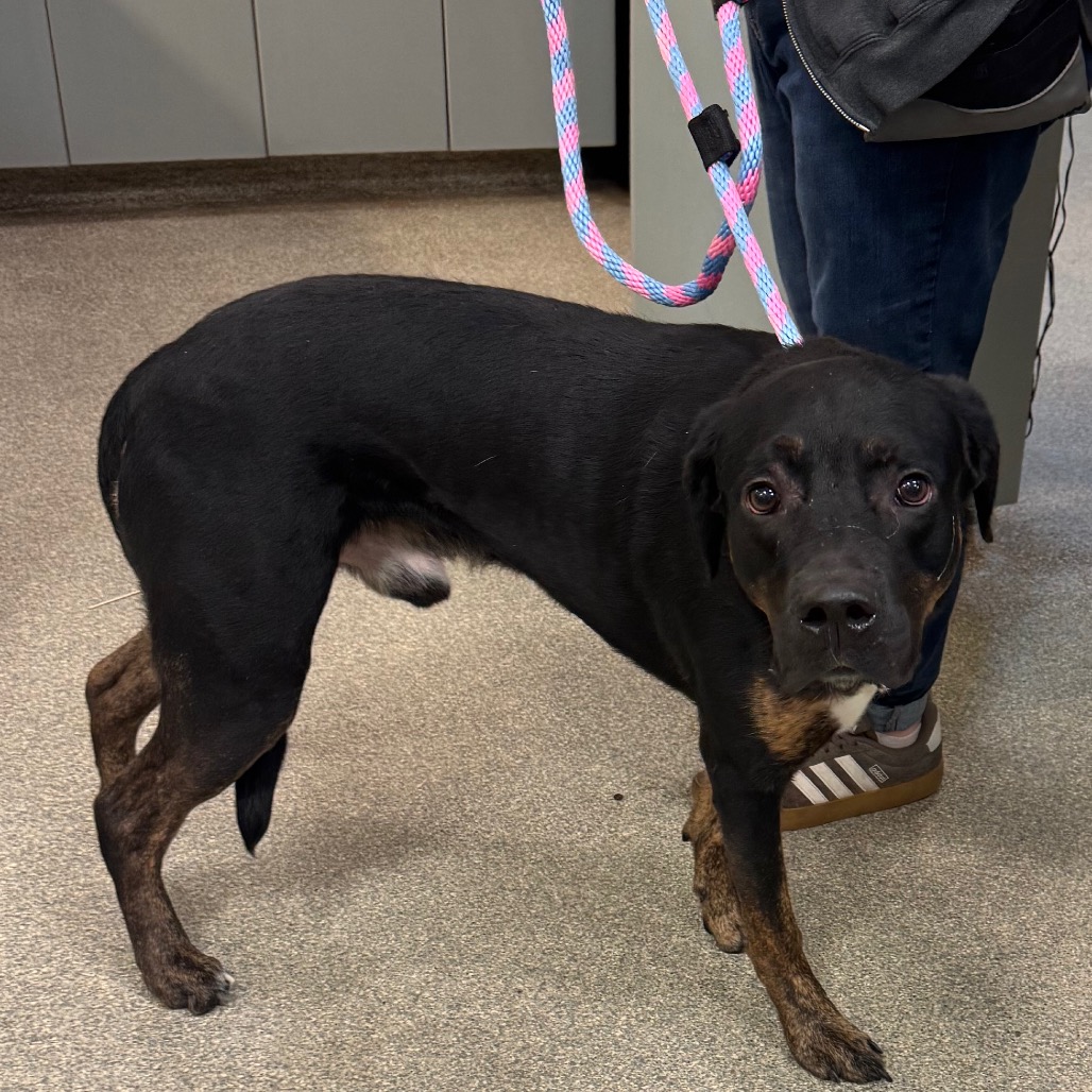 Shelter Stray Male Dog last seen , 8464 Beach Blvd, Jacksonville, FL 32216, USA