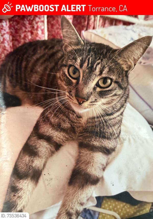 Lost Male Cat last seen 187th Place and Ermanita, Torrance, CA 90504