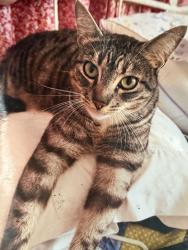 Lost Male Cat last seen 187th Place and Ermanita, Torrance, CA 90504