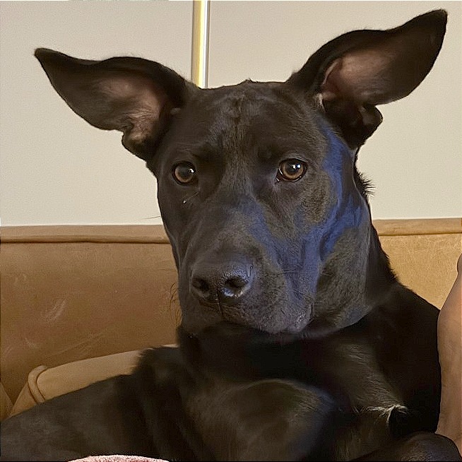 Shelter Stray Female Dog last seen , 2350 Appling City Cove, Memphis, TN 38133, USA