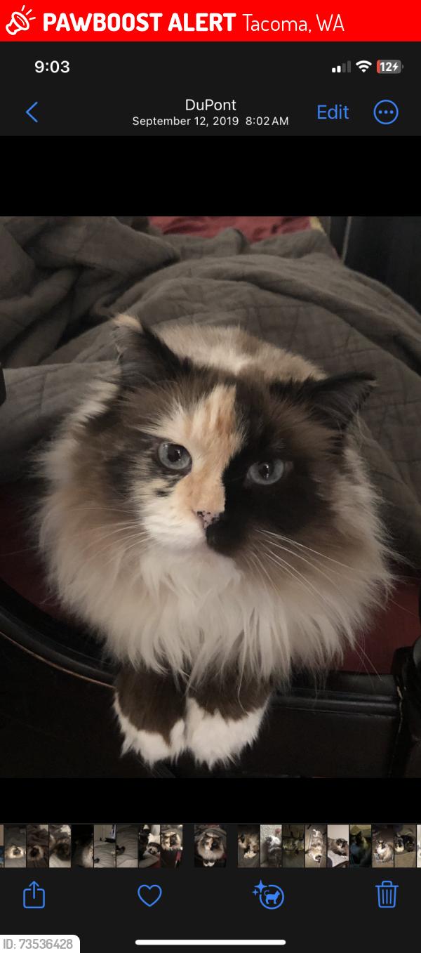 Lost Female Cat last seen 160th st e, Tacoma, WA 98445